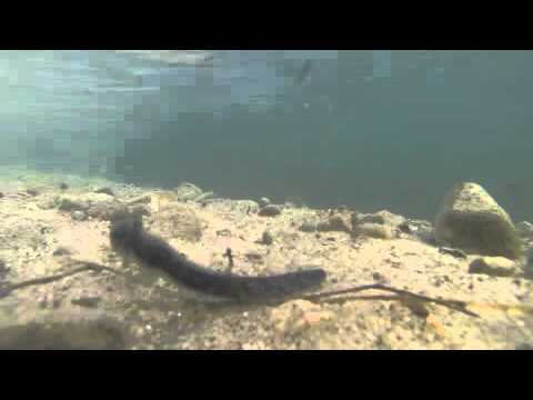 Tungsten Panic Button